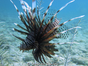 Free swimming Lionfish by Stephen Bardes 